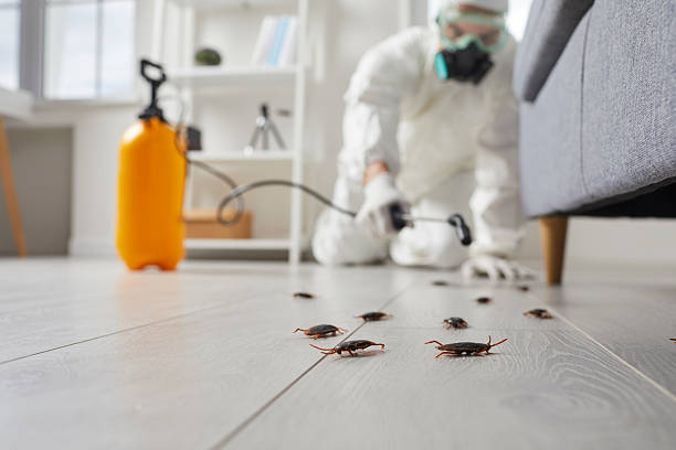 Post-Treatment Bed Bug Interceptor Monitoring in Brackettville